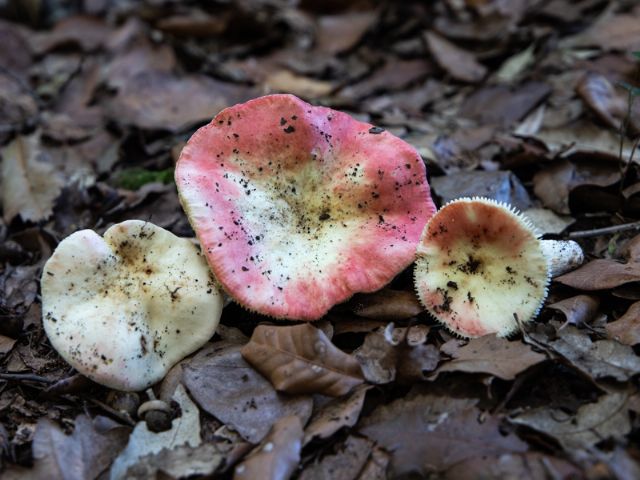 Russula persicina da confermare